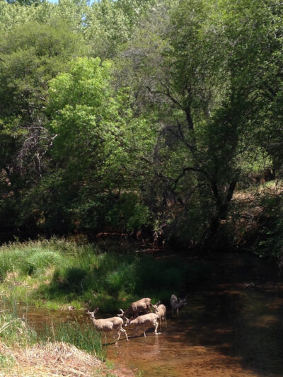 Deer in Oak Creek