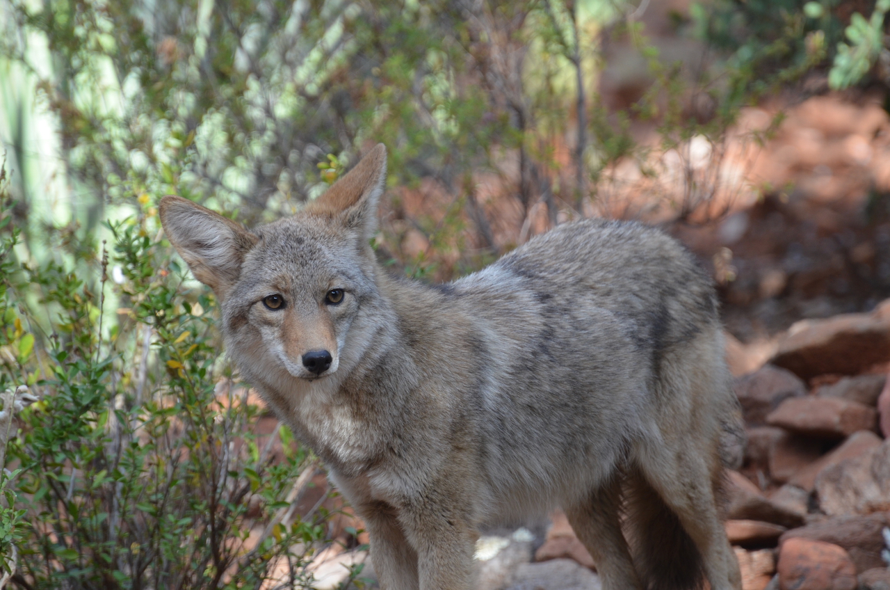 Coyote in Yavapai County, Arizona