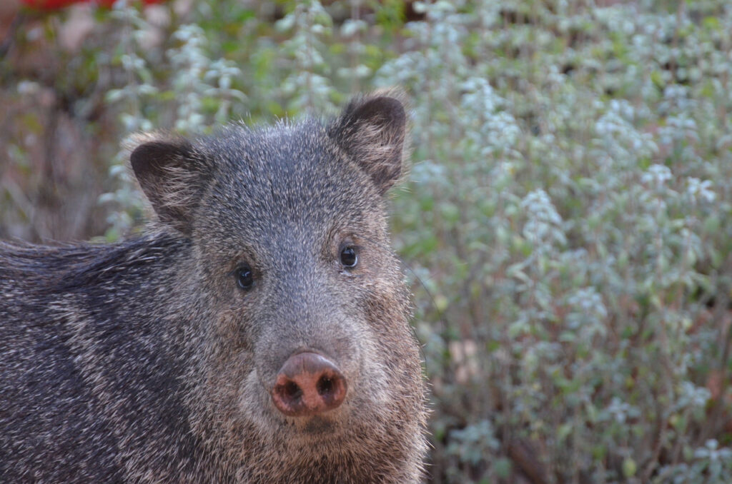 WILDLIFE VIEWING – Benefactors of Red Rock State Park