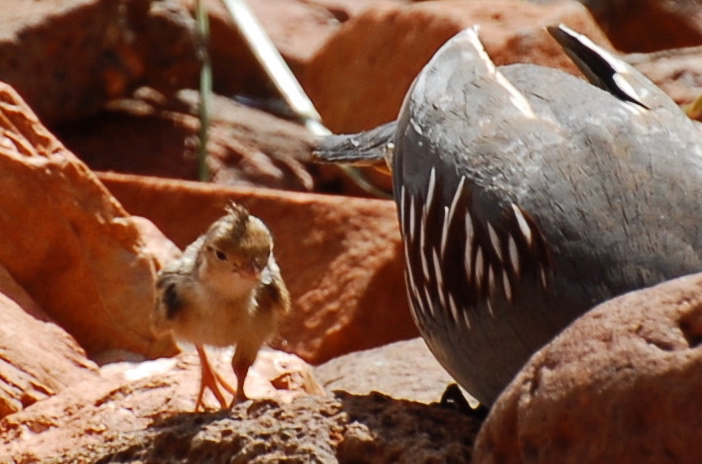 Young Quail