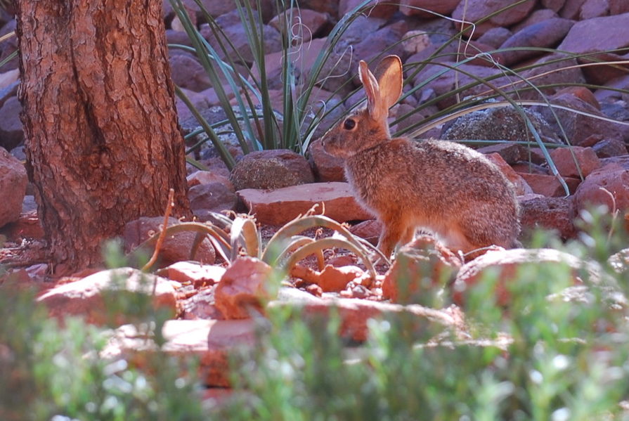 Rabbit in Sedona