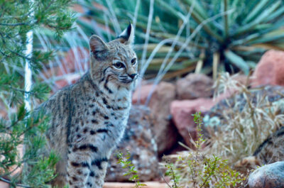 Bobcat in Sedona