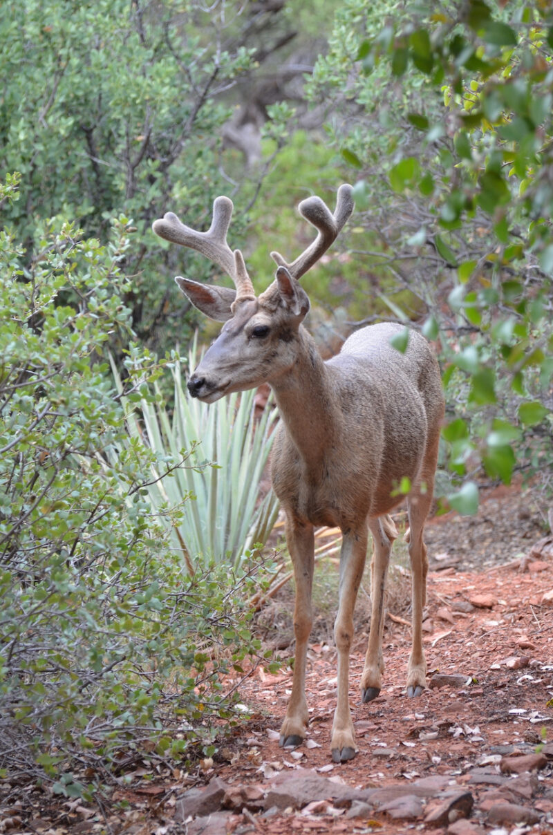 Mule Deer in Sedona