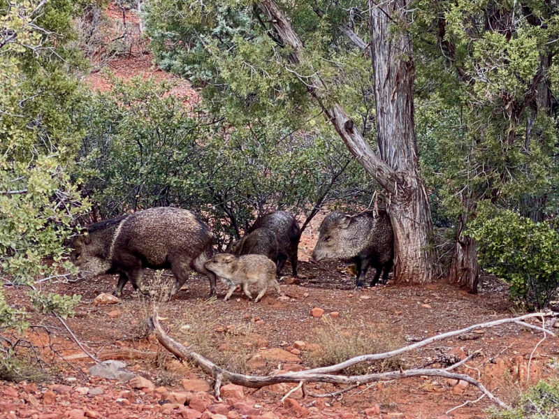 Baby Javelina in Sedona