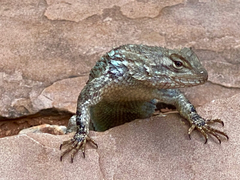 Lizard at Red Rock State Park