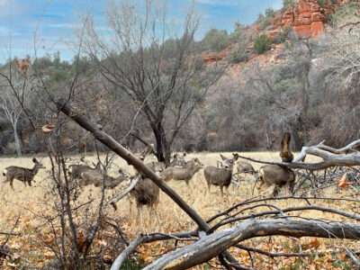 Deer at Red Rock State Park