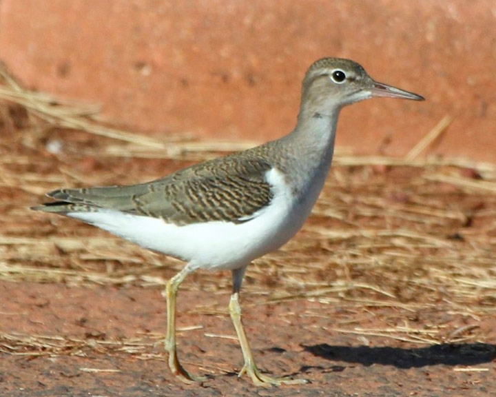 sedona-bird-watching-tour-16-sand-piper