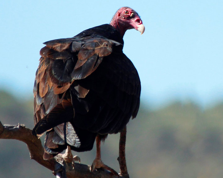 sedona-bird-watching-tour-17-turkey-vulture