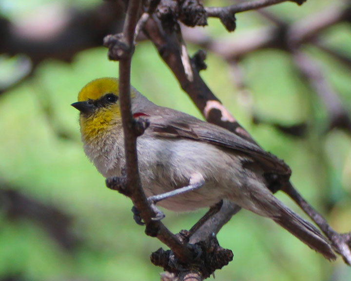 sedona bird watching tours