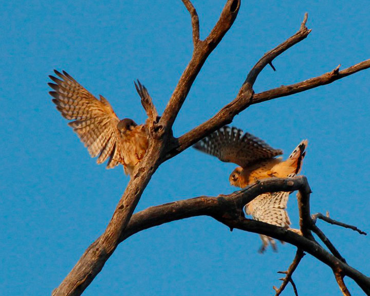 SEDONA BIRD WATCHING TOURS - Benefactors of Red Rock State Park