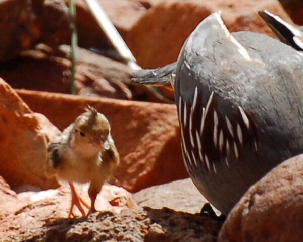 SEDONA BIRD WATCHING TOURS - Benefactors of Red Rock State Park