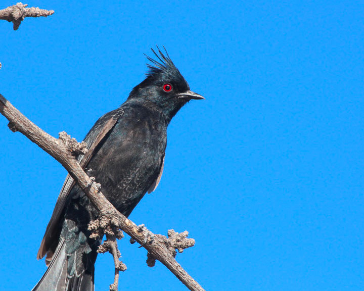 sedona-bird-watching-tour-9